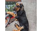 Bloodhound Puppy for sale in Matthews, NC, USA