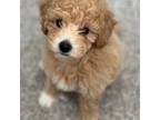 Maltipoo Puppy for sale in Colona, IL, USA