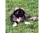 Mutt Puppy for sale in Ardmore, OK, USA