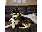 Alaskan Klee Kai Puppy for sale in Halsey, OR, USA