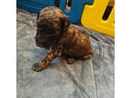 Mutt Puppy for sale in Newton, NJ, USA