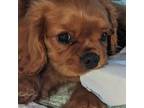 Cavalier King Charles Spaniel Puppy for sale in Aydlett, NC, USA