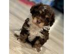 Poodle (Toy) Puppy for sale in Washington, DC, USA