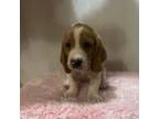 Basset Hound Puppy for sale in Moreno Valley, CA, USA