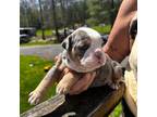 Olde English Bulldogge Puppy for sale in Eldred, NY, USA