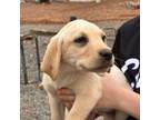 Labrador Retriever Puppy for sale in Asheboro, NC, USA