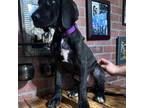 Great Dane Puppy for sale in Madisonburg, PA, USA