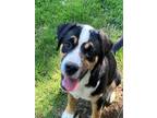 Adopt Baxter Lonestar a Appenzell Mountain Dog