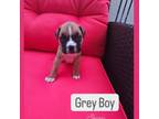 Grey Boy- Sparta