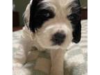 English Springer Spaniel Puppy for sale in Minneapolis, MN, USA