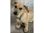 Adopt Ryder Lowrider Lonestar a Black Mouth Cur, Dachshund