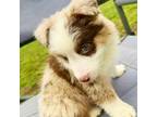 Australian Shepherd Puppy for sale in Pierce City, MO, USA