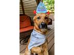 Adopt Rambo NJ a Rhodesian Ridgeback, Labrador Retriever