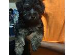 Mutt Puppy for sale in Batesville, MS, USA