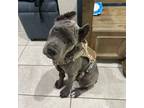 Cane Corso Puppy for sale in Queen Creek, AZ, USA