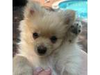 Pomeranian Puppy for sale in Roslyn, NY, USA