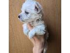 West Highland White Terrier Puppy for sale in Marietta, SC, USA