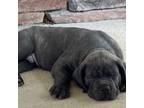 Cane Corso Puppy for sale in Sharpsburg, GA, USA