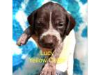 German Shorthaired Pointer Puppy for sale in Greenville, SC, USA