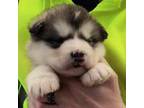 Alaskan Malamute Puppy for sale in Spring City, TN, USA
