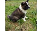 Akita Puppy for sale in Florence, NJ, USA