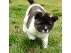 Akita Puppy for sale in Florence, NJ, USA
