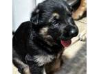 German Shepherd Dog Puppy for sale in Hyde Park, NY, USA