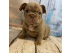 Male French Bulldog Red Collar