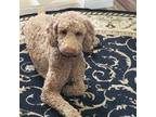 Labradoodle Puppy for sale in Cypress, CA, USA