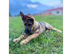 German Shepherd Dog Puppy for sale in Mcloud, OK, USA