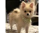 Pomeranian Puppy for sale in Henderson, NV, USA