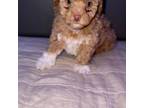 Wapoo Puppy for sale in Stockton, CA, USA