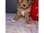 Wapoo Puppy for sale in Stockton, CA, USA