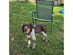 English Springer Spaniel Puppy for sale in Brookline, NH, USA