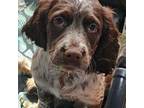 English Springer Spaniel Puppy for sale in Brookline, NH, USA