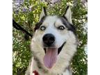 Adopt Cannelo a Siberian Husky