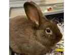 Adopt Toby a American, Bunny Rabbit