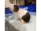Adopt Bueno a Guinea Pig