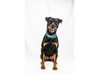 Adopt Riley a Rottweiler, Mixed Breed