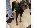 Adopt Riley a Rottweiler, Mixed Breed