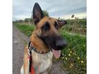 Adopt Ryker a German Shepherd Dog