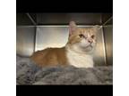 Adopt Steve a Domestic Medium Hair