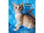 Adopt Murphy - available soon a Domestic Short Hair
