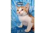 Adopt Merlot a Domestic Short Hair