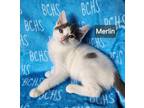 Adopt Merlin - available soon a Domestic Short Hair