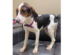 Adopt Jack a Hound, Mixed Breed