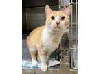 Adopt Carlton a Domestic Short Hair