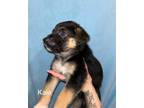 Adopt Kale (pending adoption) a German Shepherd Dog