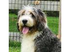 Adopt Dilly a Bernese Mountain Dog, Poodle