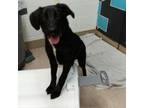 Adopt Dopey a Labrador Retriever, Mixed Breed